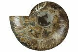 Cut & Polished Ammonite Fossil (Half) - Madagascar #329166-1